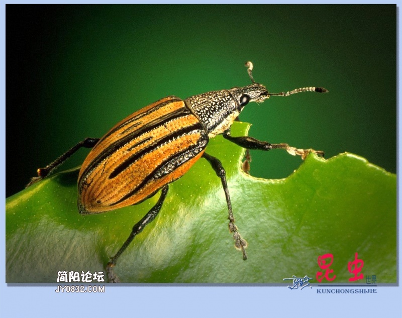 35——昆虫.jpg