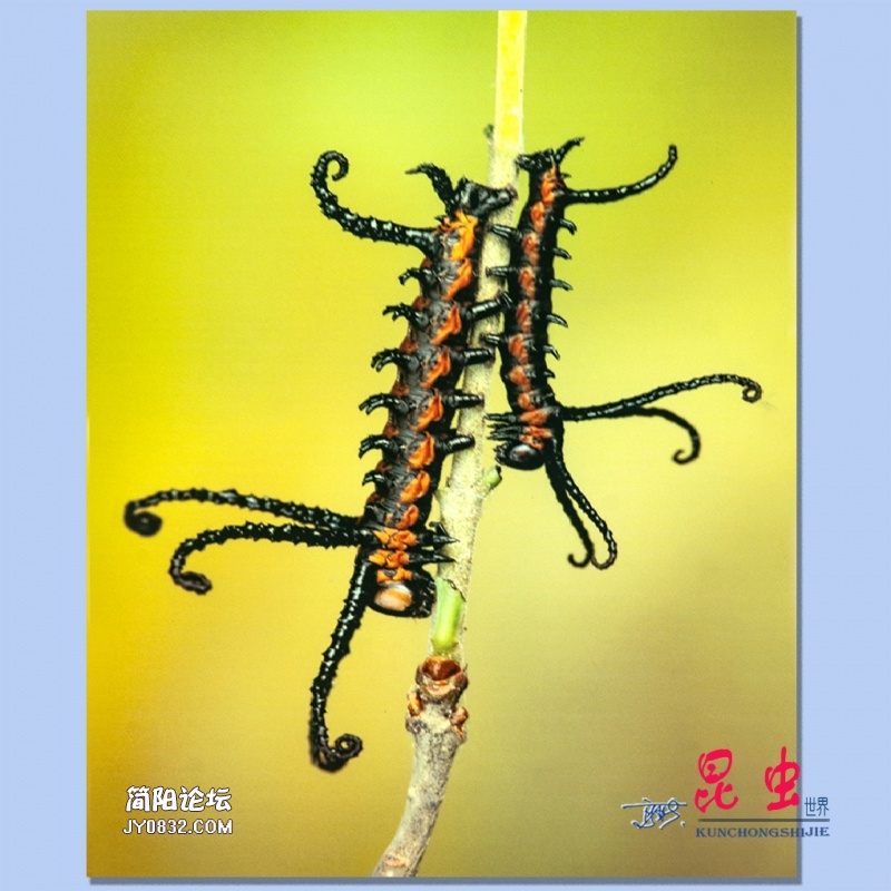 36——昆虫.jpg
