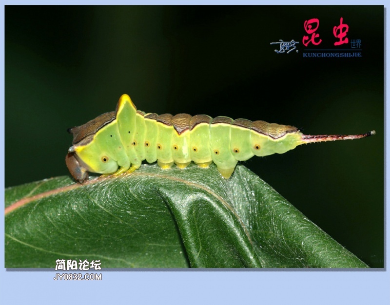 44——昆虫.jpg