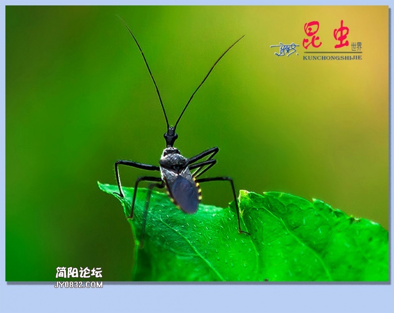 45——昆虫.jpg