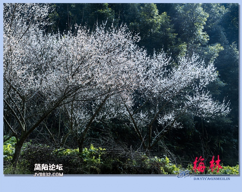 10——梅林.jpg