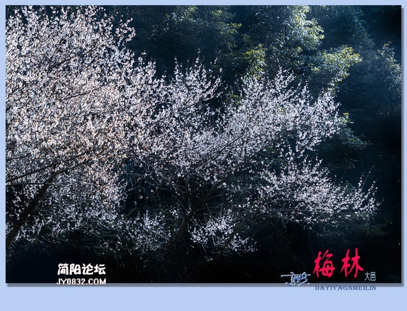 11——梅林.jpg
