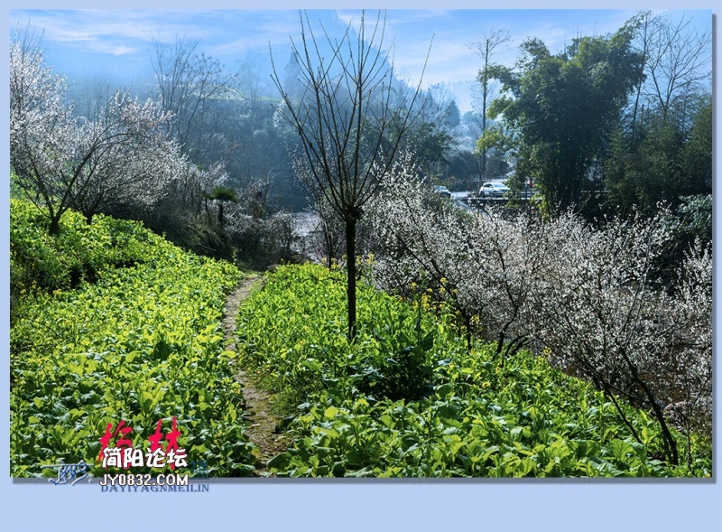 14——梅林.jpg