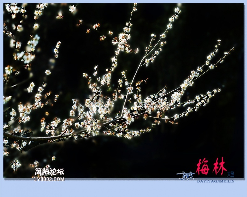 25——梅林.jpg