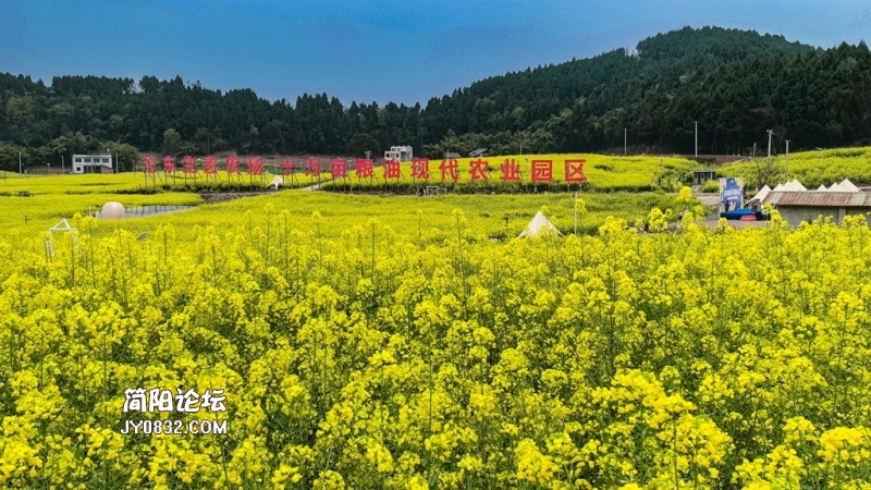 高坡村油菜花1.jpg