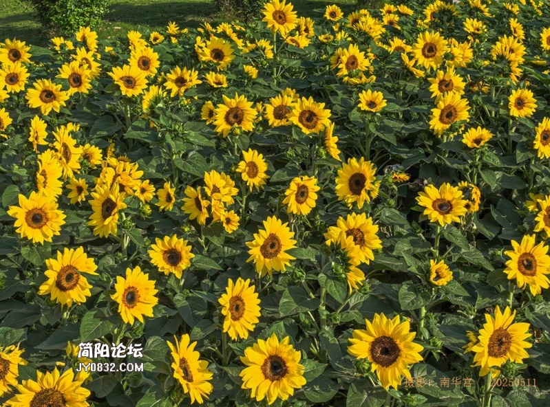 葵花向阳2.jpg