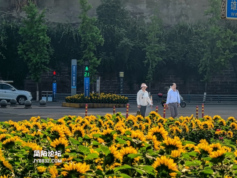 葵花向阳3.jpg