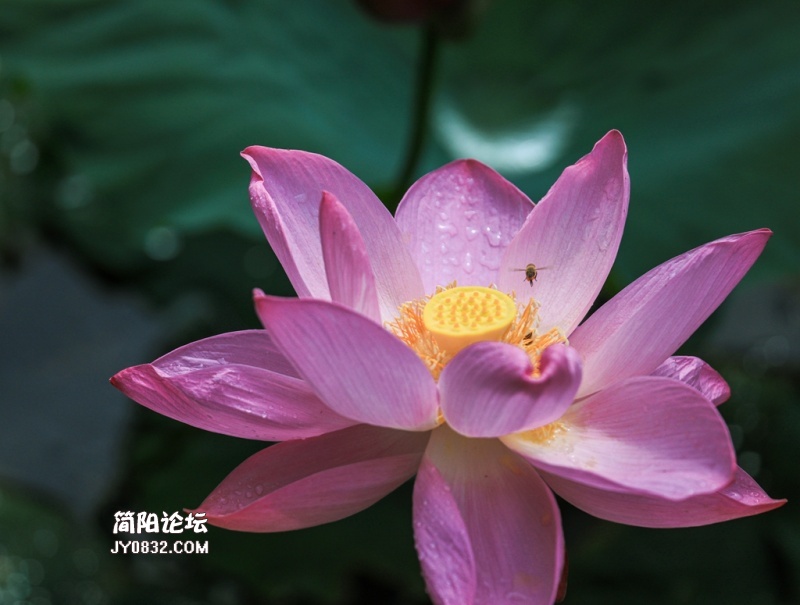 3C7A5221.jpg