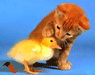 4FF845F51916ADF2FC252B554288DF57.gif
