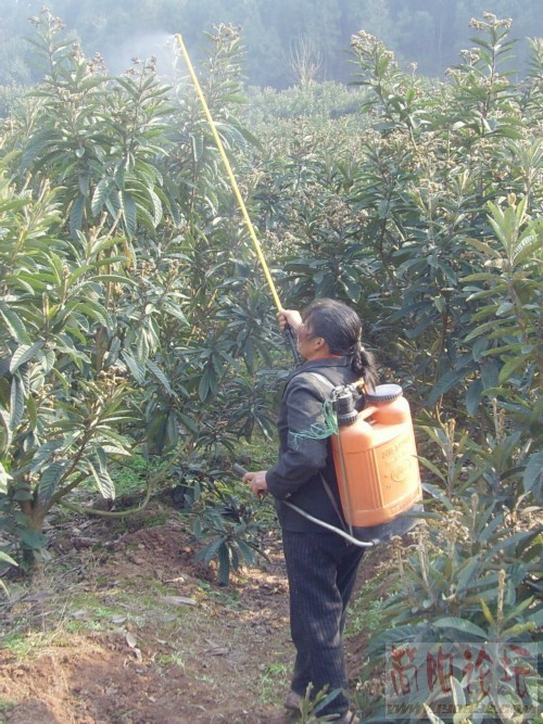 枇杷喷雾2_副本.jpg