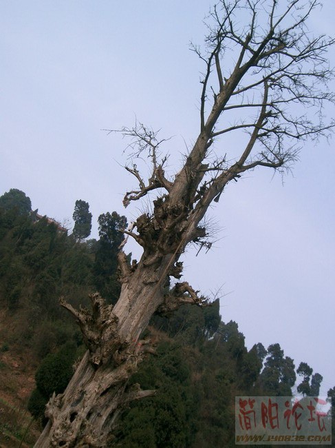 CIMG0453.JPG