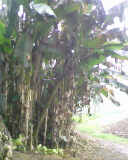 IMG0111A.jpg