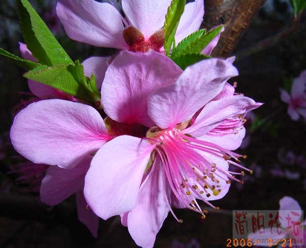 桃花