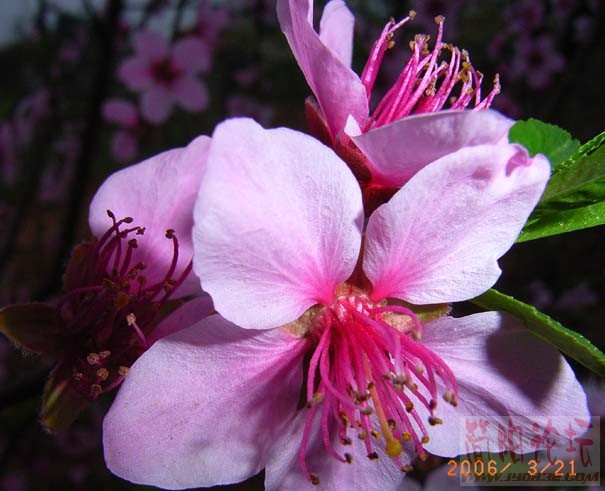 桃花