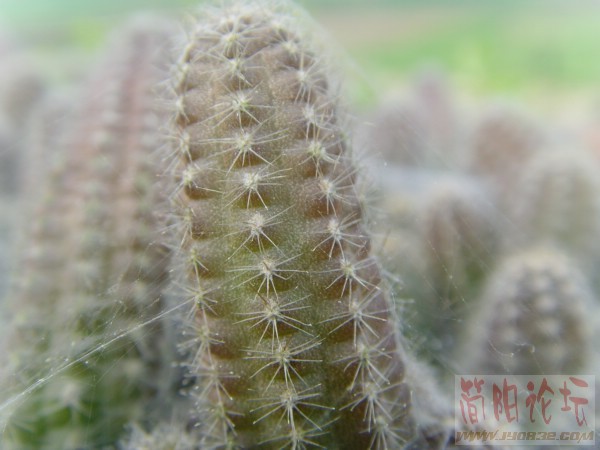 SNV32396.JPG
