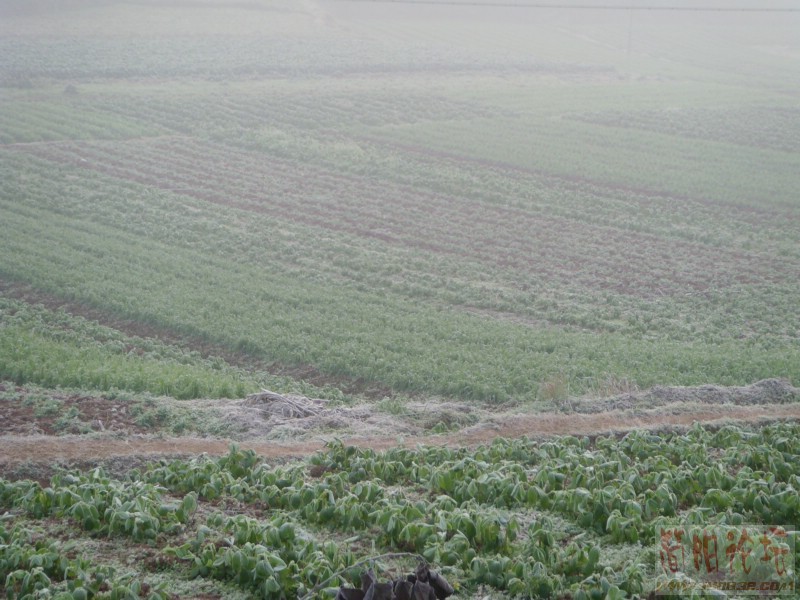 SNV31425_副本.JPG