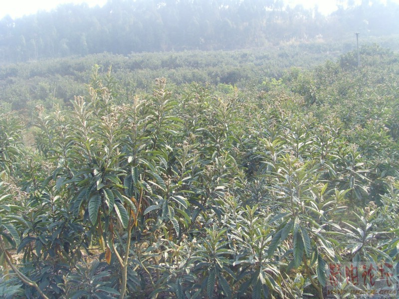 SNV31027_副本.JPG