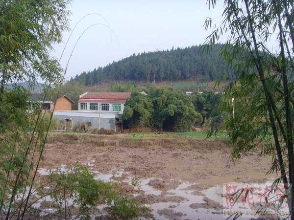 SNV31331_副本.JPG