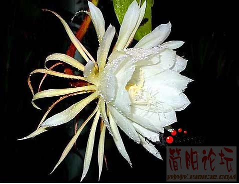 昙花