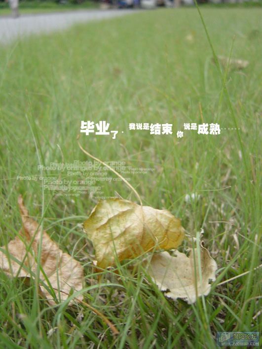 d017.jpg