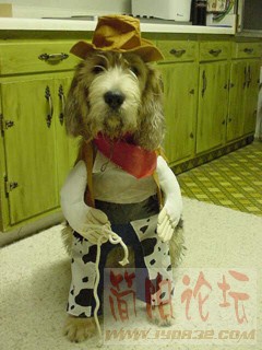 dog4.jpg