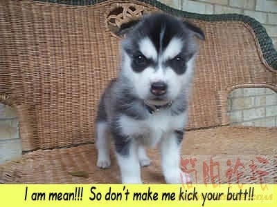 dog5.jpg