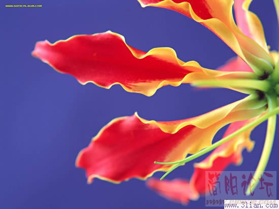 flower8.jpg