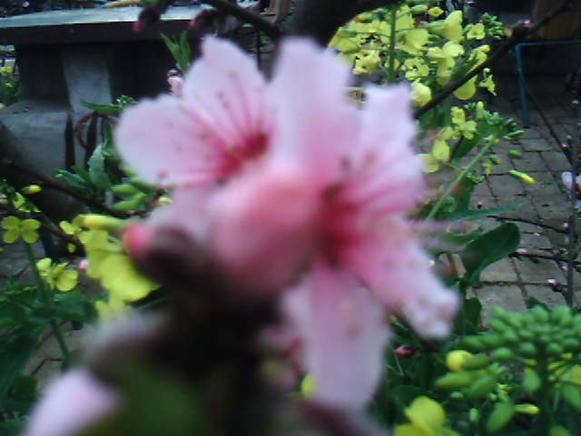 PIC_4271.jpg