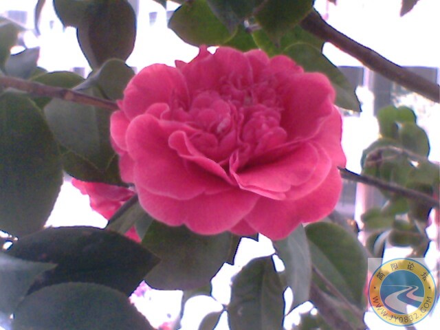 IMG0019A.jpg