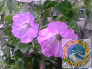 IMG0025A.jpg