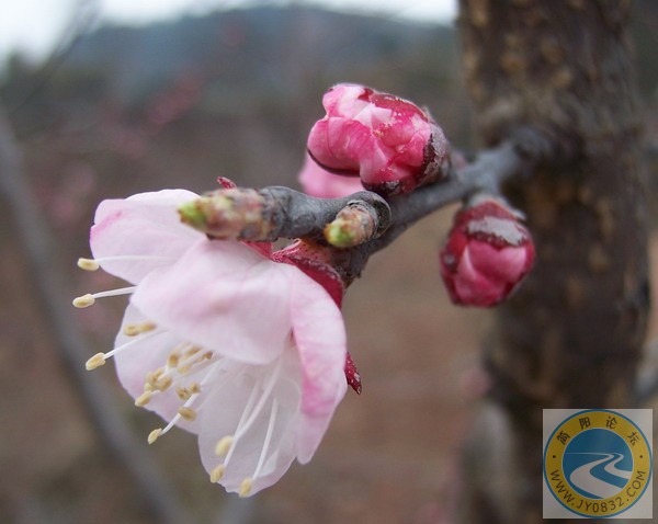 2007226_b9c915f8f1ae0c5388b8e4faf06e8e70.jpg