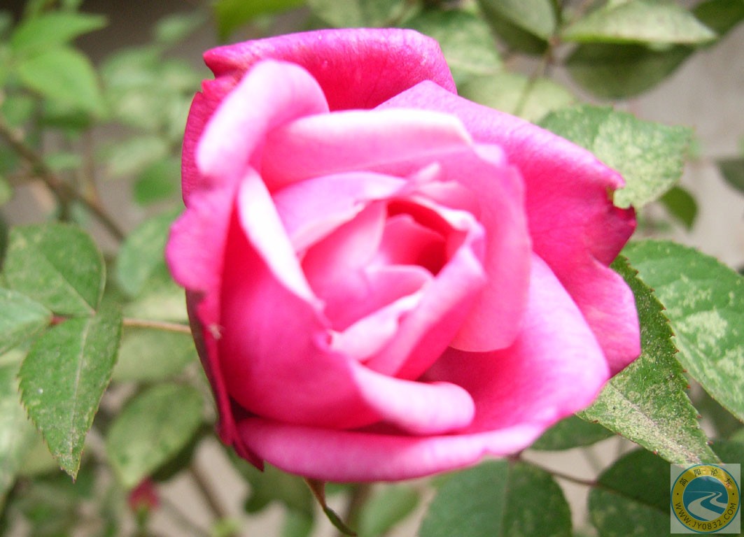 玫瑰花，送给天下有情人，祝愿有情人终成眷属！