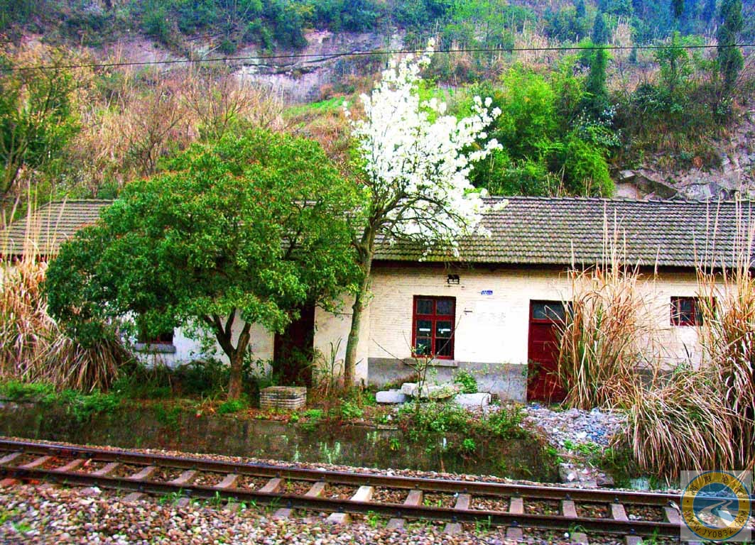这是在火车上拍的，有铁轨，有房子，还有满树的李花，春风吹过，一派安静、祥和的景象！