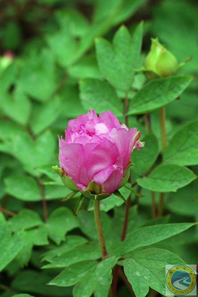牡丹花1.jpg