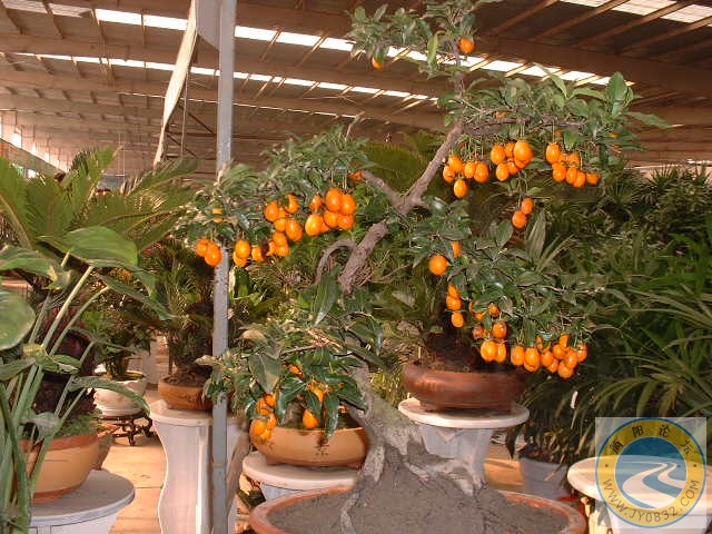 DSCF0105.JPG