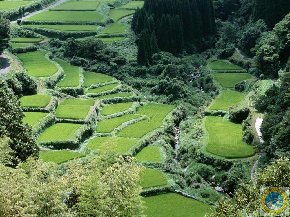 田园1.jpg