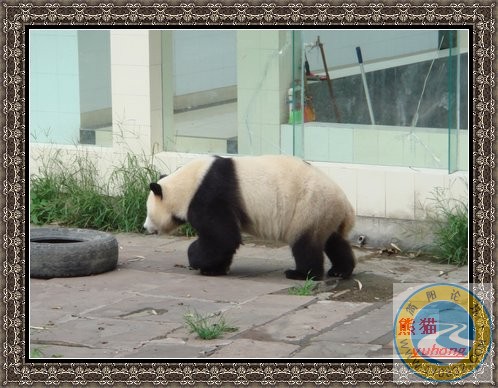 熊猫6.jpg