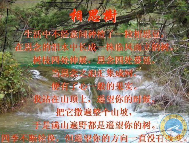 相思树结相思果