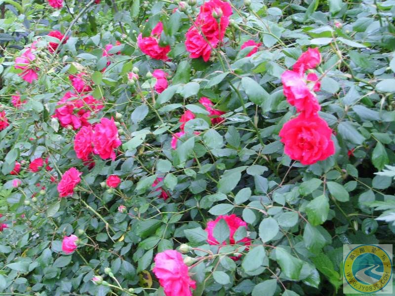 SSL20090.JPG