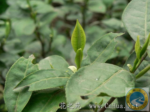 茶.jpg
