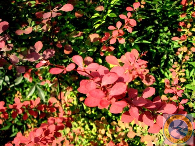 IMG_0334.jpg