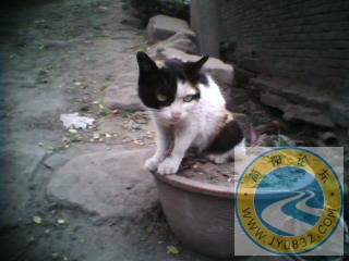 奶奶家猫.jpeg