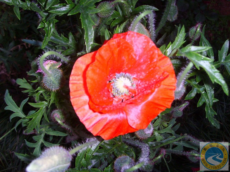 SSL29318.JPG