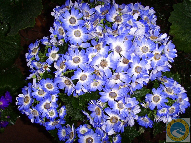 SSL29401.JPG