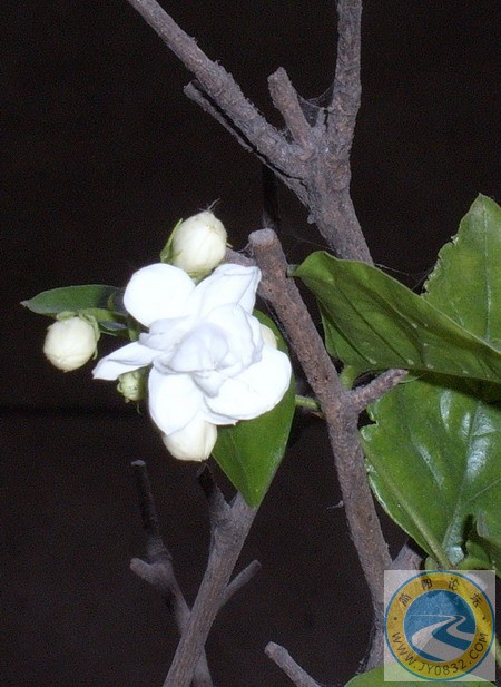 茉莉花开2.jpg