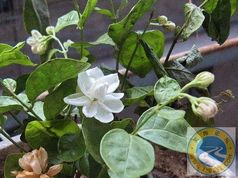 茉莉花开1.jpg