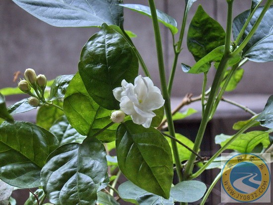 茉莉花开4.jpg