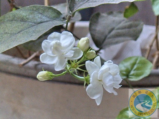 茉莉花开3.jpg