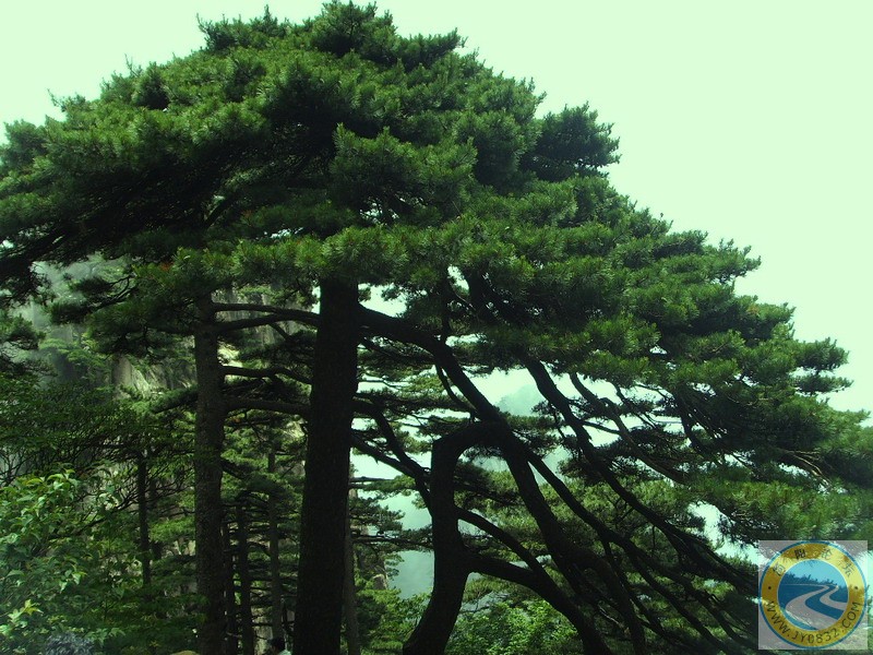 黄山美景7