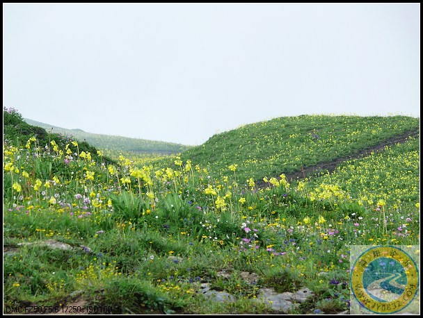 漫山的野花.jpg